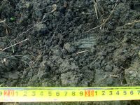 Cronica Cercetărilor Arheologice din România, Campania 2017. Raportul nr. 55, Roşiori, La Humărie (Ţarina Veche).<br /> Sectorul planse\jpeg\pl-3.<br /><a href='CronicaCAfotografii/2017/01-Cercetari-sistematice/055-Rosiori-com-Dulcesti-Jud-Neamt/fig-4-2.JPG' target=_blank>Priveşte aceeaşi imagine într-o fereastră nouă</a>