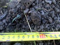 Cronica Cercetărilor Arheologice din România, Campania 2017. Raportul nr. 55, Roşiori, La Humărie (Ţarina Veche).<br /> Sectorul planse\jpeg\pl-3.<br /><a href='CronicaCAfotografii/2017/01-Cercetari-sistematice/055-Rosiori-com-Dulcesti-Jud-Neamt/fig-4-4.JPG' target=_blank>Priveşte aceeaşi imagine într-o fereastră nouă</a>