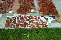 Cronica Cercetărilor Arheologice din România, Campania 2017. Raportul nr. 58, Scânteia, La Nuci (Dealul Bodeştilor).<br /> Sectorul Rezerve.<br /><a href='CronicaCAfotografii/2017/01-Cercetari-sistematice/058-Scanteia-jud-Iasi/fig-12-scanteia-2017.JPG' target=_blank>Priveşte aceeaşi imagine într-o fereastră nouă</a>