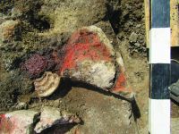 Cronica Cercetărilor Arheologice din România, Campania 2017. Raportul nr. 58, Scânteia, La Nuci (Dealul Bodeştilor).<br /> Sectorul Rezerve.<br /><a href='CronicaCAfotografii/2017/01-Cercetari-sistematice/058-Scanteia-jud-Iasi/fig-7-scanteia-corn-lut.jpg' target=_blank>Priveşte aceeaşi imagine într-o fereastră nouă</a>