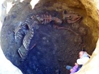 Cronica Cercetărilor Arheologice din România, Campania 2017. Raportul nr. 78, Palazu Mare<br /><a href='CronicaCAfotografii/2017/02-Cercetari-preventive/078-1-CT-str-Tache-Ionescu-parcela-A-467-3-1/6-c2-bovideu.JPG' target=_blank>Priveşte aceeaşi imagine într-o fereastră nouă</a>