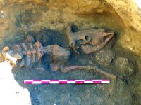 Cronica Cercetărilor Arheologice din România, Campania 2017. Raportul nr. 78, Palazu Mare<br /><a href='CronicaCAfotografii/2017/02-Cercetari-preventive/078-1-CT-str-Tache-Ionescu-parcela-A-467-3-1/7-c2-detaliu.JPG' target=_blank>Priveşte aceeaşi imagine într-o fereastră nouă</a>