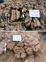 Cronica Cercetărilor Arheologice din România, Campania 2017. Raportul nr. 201, Isaiia, Balta Popii<br /><a href='CronicaCAfotografii/2017/rest-sapaturi-nepublicate/201-Isalia-Popii-Balta-Popii/fig-7.jpg' target=_blank>Priveşte aceeaşi imagine într-o fereastră nouă</a>