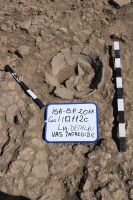 Cronica Cercetărilor Arheologice din România, Campania 2017. Raportul nr. 201, Isaiia, Balta Popii<br /><a href='CronicaCAfotografii/2017/rest-sapaturi-nepublicate/201-Isalia-Popii-Balta-Popii/fig-9.JPG' target=_blank>Priveşte aceeaşi imagine într-o fereastră nouă</a>