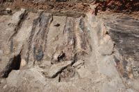 Cronica Cercetărilor Arheologice din România, Campania 2017. Raportul nr. 202, Pietrele, Gorgana<br /><a href='CronicaCAfotografii/2017/rest-sapaturi-nepublicate/202-Baneasa-Giurgiu-Pietrele/fig-3.JPG' target=_blank>Priveşte aceeaşi imagine într-o fereastră nouă</a>