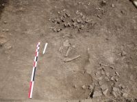 Cronica Cercetărilor Arheologice din România, Campania 2017. Raportul nr. 202, Pietrele, Gorgana<br /><a href='CronicaCAfotografii/2017/rest-sapaturi-nepublicate/202-Baneasa-Giurgiu-Pietrele/fig-4.JPG' target=_blank>Priveşte aceeaşi imagine într-o fereastră nouă</a>