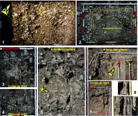 Chronicle of the Archaeological Excavations in Romania, 2017 Campaign. Report no. 219, Tăcuta, Dealul Miclea (Paic)<br /><a href='CronicaCAfotografii/2017/rest-sapaturi-nepublicate/219-Tacuta-Vaslui/fig-5-tacuta-017-cas-viii-l5-camera-sv-caseta-cereale.jpg' target=_blank>Display the same picture in a new window</a>