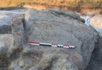 Cronica Cercetărilor Arheologice din România, Campania 2018. Raportul nr. 93, Vitanesti, La Măgurice (Teleor 007)<br /><a href='CronicaCAfotografii/2018/1-sistematice/093-Vitanesti-TR-s/fig-5.jpg' target=_blank>Priveşte aceeaşi imagine într-o fereastră nouă</a>