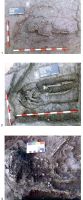 Chronicle of the Archaeological Excavations in Romania, 2019 Campaign. Report no. 41, Jucu De Sus, Parcul Tetarom III (Râtul Boilor)<br /><a href='CronicaCAfotografii/2019/01-sistematice/041-jucu-de-sus-cj-ratul-boilor-s/pl-1-jucu.jpg' target=_blank>Display the same picture in a new window</a>