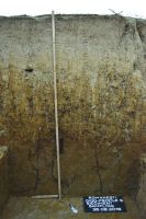 Cronica Cercetărilor Arheologice din România, Campania 2019. Raportul nr. 63, Româneşti, Dumbraviţa I<br /><a href='CronicaCAfotografii/2019/01-sistematice/063-romanesti-tm-dumbravita-p/fig-2-romanesti-stratigrafie.JPG' target=_blank>Priveşte aceeaşi imagine într-o fereastră nouă</a>