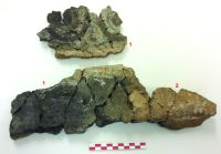 Cronica Cercetărilor Arheologice din România, Campania 2019. Raportul nr. 69, Scânteia, La Nuci (Dealul Bodeştilor)<br /><a href='CronicaCAfotografii/2019/01-sistematice/069-scanteia-is-lanucidealbodesti-s/Fig14b.jpg' target=_blank>Priveşte aceeaşi imagine într-o fereastră nouă</a>