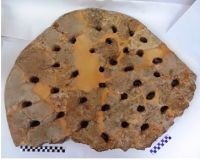 Cronica Cercetărilor Arheologice din România, Campania 2019. Raportul nr. 69, Scânteia, La Nuci (Dealul Bodeştilor)<br /><a href='CronicaCAfotografii/2019/01-sistematice/069-scanteia-is-lanucidealbodesti-s/Fig4c.jpg' target=_blank>Priveşte aceeaşi imagine într-o fereastră nouă</a>