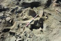 Cronica Cercetărilor Arheologice din România, Campania 2019. Raportul nr. 90, Vitanesti, La Măgurice (Teleor 007)<br /><a href='CronicaCAfotografii/2019/01-sistematice/090-vitanesti-tl-magurice-s/fig-3.JPG' target=_blank>Priveşte aceeaşi imagine într-o fereastră nouă</a>