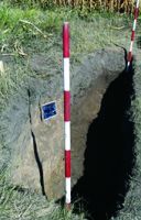 Cronica Cercetărilor Arheologice din România, Campania 2020. Raportul nr. 43, Roşiori, La Humărie (Ţarina Veche).<br /> Sectorul pl-4.<br /><a href='CronicaCAfotografii/2020/01-Sistematice/043-rosiori/pl-4/4.jpg' target=_blank>Priveşte aceeaşi imagine într-o fereastră nouă</a>. Titlu: pl-4