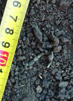 Cronica Cercetărilor Arheologice din România, Campania 2020. Raportul nr. 43, Roşiori, La Humărie (Ţarina Veche).<br /> Sectorul pl-5.<br /><a href='CronicaCAfotografii/2020/01-Sistematice/043-rosiori/pl-5/2.jpg' target=_blank>Priveşte aceeaşi imagine într-o fereastră nouă</a>. Titlu: pl-5