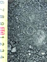 Cronica Cercetărilor Arheologice din România, Campania 2020. Raportul nr. 43, Roşiori, La Humărie (Ţarina Veche).<br /> Sectorul pl-5.<br /><a href='CronicaCAfotografii/2020/01-Sistematice/043-rosiori/pl-5/3.jpg' target=_blank>Priveşte aceeaşi imagine într-o fereastră nouă</a>. Titlu: pl-5