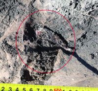 Cronica Cercetărilor Arheologice din România, Campania 2020. Raportul nr. 43, Roşiori, La Humărie (Ţarina Veche).<br /> Sectorul pl-5.<br /><a href='CronicaCAfotografii/2020/01-Sistematice/043-rosiori/pl-5/4.jpg' target=_blank>Priveşte aceeaşi imagine într-o fereastră nouă</a>. Titlu: pl-5