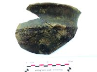 Chronicle of the Archaeological Excavations in Romania, 2020 Campaign. Report no. 81, Limba, Coliba Barbului<br /><a href='CronicaCAfotografii/2020/02-Preventive/081-limba/fig-27.jpg' target=_blank>Display the same picture in a new window</a>
