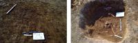 Chronicle of the Archaeological Excavations in Romania, 2020 Campaign. Report no. 88, Sinteşti, Autostrada A0 Km 69+880-70+160<br /><a href='CronicaCAfotografii/2020/02-Preventive/088-sintesti/pl-4.jpg' target=_blank>Display the same picture in a new window</a>