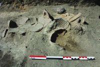 Cronica Cercetărilor Arheologice din România, Campania 2020. Raportul nr. 102, Vitanesti, La Măgurice (Teleor 007)<br /><a href='CronicaCAfotografii/2020/02-Preventive/102-vitanesti/img-03.JPG' target=_blank>Priveşte aceeaşi imagine într-o fereastră nouă</a>