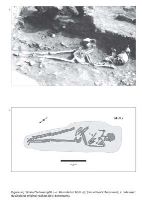 Cronica Cercetărilor Arheologice din România, Campania 2009. Raportul nr. 20, Schela Cladovei, cartier Schela Cladovei (La Canton (km 854-935))<br /><a href='CronicaCAfotografii/2009/sistematice/020/Schela-Cladovei-5.jpg' target=_blank>Priveşte aceeaşi imagine într-o fereastră nouă</a>, Schela Cladovei, cartier Schela Cladovei (La Canton (km 854-935))<br /><a href='https://ran.cimec.ro/RANatasamente/i1/E68D054849914043880338EC0FC77ED4.jpg' target=_blank>Priveşte aceeaşi imagine într-o fereastră nouă</a>. Autor: Adina Boroneanț. Titlu: Ceramică Starcevo-Criș, fragmente ceramice pictate. Sursa: Adina Boroneanț, Aspecte ale tranziţiei de la mezolitic la neoliticul timpuriu în zona Parţile de Fier, Mega, Cluj Napoca, 2012, p. 362, fig 115, Schela Cladovei, cartier Schela Cladovei (La Canton (km 854-935))<br /><a href='https://ran.cimec.ro/RANatasamente/i1/BD321D74788D45BE8813BAE9598DF24D.jpg' target=_blank>Priveşte aceeaşi imagine într-o fereastră nouă</a>. Autor: Adina Boroneanț. Titlu: Ceramică Starcevo-Criș, fragmente ceramice pictate. Sursa: Adina Boroneanț, Aspecte ale tranziţiei de la mezolitic la neoliticul timpuriu în zona Parţile de Fier, Mega, Cluj Napoca, 2012, p. 363, fig. 116, Schela Cladovei, cartier Schela Cladovei (La Canton (km 854-935))<br /><a href='https://ran.cimec.ro/RANatasamente/i1/5F5943FEBD9E464098CA2BCA3461982C.jpg' target=_blank>Priveşte aceeaşi imagine într-o fereastră nouă</a>. Autor: Adina Boroneanț, Vasile Boroneanț. Titlu: Amplasarea secțiunilor din 1965, 1965 - 1967. Sursa: Adina Boroneanț, Aspecte ale tranziţiei de la mezolitic la neoliticul timpuriu în zona Parţile de Fier, Mega, Cluj Napoca, 2012, p. 337, fig. 90, Schela Cladovei, cartier Schela Cladovei (La Canton (km 854-935))<br /><a href='https://ran.cimec.ro/RANatasamente/i1/B04AB9CCF41F42DC99EFBA32AE00D3DE.jpg' target=_blank>Priveşte aceeaşi imagine într-o fereastră nouă</a>. Autor: Adina Boroneanț, Vasile Boroneanț. Titlu: Complexe și morminte descoperite în 1968. Sursa: Adina Boroneanț, Aspecte ale tranziţiei de la mezolitic la neoliticul timpuriu în zona Parţile de Fier, Mega, Cluj Napoca, 2012, p. 344, fig. 97, Schela Cladovei, cartier Schela Cladovei (La Canton (km 854-935))<br /><a href='https://ran.cimec.ro/RANatasamente/i1/F54E97A06A6B4828AC5A418CFD076D6B.jpg' target=_blank>Priveşte aceeaşi imagine într-o fereastră nouă</a>. Autor: Adina Boroneanț, Vasile Boroneanț. Titlu: Complexul 2 și Mormântul 5/L3S și un detaliu cu groapa neolitică din centrul său (foto arhiva V. Boroneanț). Sursa: Adina Boroneanț, Aspecte ale tranziţiei de la mezolitic la neoliticul timpuriu în zona Parţile de Fier, Mega, Cluj Napoca, 2012, p. 348, fig 101, Schela Cladovei, cartier Schela Cladovei (La Canton (km 854-935))<br /><a href='https://ran.cimec.ro/RANatasamente/i1/486AF6F225664D76AAF2F60F1EB4165A.jpg' target=_blank>Priveşte aceeaşi imagine într-o fereastră nouă</a>. Autor: Adina Boroneanț, Vasile Boroneanț. Titlu: Complexul 2, orizonturile I și II și o parte din morminte. Sursa: Adina Boroneanț, Aspecte ale tranziţiei de la mezolitic la neoliticul timpuriu în zona Parţile de Fier, Mega, Cluj Napoca, 2012, p. 347, fig. 100, Schela Cladovei, cartier Schela Cladovei (La Canton (km 854-935))<br /><a href='https://ran.cimec.ro/RANatasamente/i1/32F4E8E9166848AFA94A7AE1D623618A.jpg' target=_blank>Priveşte aceeaşi imagine într-o fereastră nouă</a>. Autor: Adina Boroneanț, Vasile Boroneanț. Titlu: Localizarea mormintelor față de platforma Cpl2 și vatra V1/SB4 (foto arhiva V. Boroneanț). Sursa: Adina Boroneanț, Aspecte ale tranziţiei de la mezolitic la neoliticul timpuriu în zona Parţile de Fier, Mega, Cluj Napoca, 2012, p. 358, fig. 111, Schela Cladovei, cartier Schela Cladovei (La Canton (km 854-935))<br /><a href='https://ran.cimec.ro/RANatasamente/i1/ADCC5284A5544E0AABEDBB5946B03859.jpg' target=_blank>Priveşte aceeaşi imagine într-o fereastră nouă</a>. Autor: Adina Boroneanț, Vasile Boroneanț. Titlu: M1 - M1bis din L2N (foto arhiva V. Boroneanț; plan redesenat de Adina Boroneanț după planul de șantier realizat de V. Boroneanț). Sursa: Adina Boroneanț, Aspecte ale tranziţiei de la mezolitic la neoliticul timpuriu în zona Parţile de Fier, Mega, Cluj Napoca, 2012, p. 353, fig. 106