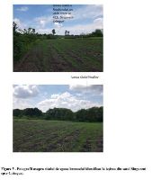 , Singureni, la sud de sat<br /><a href='https://ran.cimec.ro/RANatasamente/i2/43A8C19E38E040939392C02976A80CCA.jpg' target=_blank>Display the same picture in a new window</a>. Author: Ana Ilie. Title: Ceramică de epoca bronzului descoperită în anul 2022 la sud de satul Singureni. Source: Ana Ilie, Studiu de evaluare a potențialului arheologic al comunei Singureni, jud. Giurgiu, Singureni, la sud de sat<br /><a href='https://ran.cimec.ro/RANatasamente/i2/F2F2D58A984649E4A73A6FFAD7FFE6FC.jpg' target=_blank>Display the same picture in a new window</a>. Author: Ana Ilie. Title: Fotografii de teren cu situl de epoca bronzului de la Singureni - la sud de sat. Source: Ana Ilie, Studiu de evaluare a potențialului arheologic al comunei Singureni, jud. Giurgiu