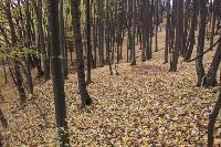 , Valea Mare-Podgoria, Valea Popii Vale<br /><a href='https://ran.cimec.ro/RANatasamente/i3/1AD530F4194E4E3D84D21E05E992937B.jpg' target=_blank>Display the same picture in a new window</a>. Title: Descoperirea izolată de la Valea Mare - Podgoria - Valea Popii Vale. Source: Fișă de sit, Muzeul Județean Argeș, 2026