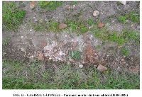 , Valea Perilor, Chivadarul<br /><a href='https://ran.cimec.ro/RANatasamente/i3/FE72CBD0CCC74446BC68FA49DB8A1F10.jpg' target=_blank>Priveşte aceeaşi imagine într-o fereastră nouă</a>. Autor: Victor Bunoiu. Titlu: Fotografie de teren. Sursa: Victor Bunoiu, Fișă de sit arheologic: Castrul și așezarea romană de la Valea Perilor - Chivadarul, Timișoara, 2026