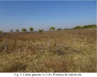 , Cetate, La Ulm (Dealul Ulmului)<br /><a href='https://ran.cimec.ro/RANatasamente/i3/637C34D66E034C84ADC1ED95294ACB31.jpg' target=_blank>Priveşte aceeaşi imagine într-o fereastră nouă</a>. Autor: Dorel Bondoc. Titlu: Fotografie de teren. Sursa: Dorel Bondoc, Studiu arheologic pentru teritoriul administrativ al  comunei Cetate pentru Planul Urbanistic General  al U.A.T. Cetate, Județul Dolj, 2025