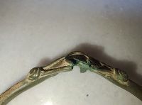 , Şerel, Culmea Hobiţei<br /><a href='https://ran.cimec.ro/RANatasamente/i3/7947F02C6DBD4F8AA82514D9FB350DC3.jpg' target=_blank>Priveşte aceeaşi imagine într-o fereastră nouă</a>. Sursa: angelica Balos, fișă de sit, 2025., Şerel, Culmea Hobiţei<br /><a href='https://ran.cimec.ro/RANatasamente/i3/F9377EE68DF8417CBD0EA925170D4C44.jpg' target=_blank>Priveşte aceeaşi imagine într-o fereastră nouă</a>. Sursa: angelica Balos, fișă de sit, 2025., Şerel, Culmea Hobiţei<br /><a href='https://ran.cimec.ro/RANatasamente/i3/9E0F369797F644FC90A4958C490DFB06.jpg' target=_blank>Priveşte aceeaşi imagine într-o fereastră nouă</a>. Sursa: angelica Balos, fișă de sit, 2025., Şerel, Culmea Hobiţei<br /><a href='https://ran.cimec.ro/RANatasamente/i3/C1117C6FB4FE4045B4D55407AB8D1EC5.jpg' target=_blank>Priveşte aceeaşi imagine într-o fereastră nouă</a>. Sursa: angelica Balos, fișă de sit, 2025., Şerel, Culmea Hobiţei<br /><a href='https://ran.cimec.ro/RANatasamente/i3/DC49FF449796442EA82DC47506238274.jpg' target=_blank>Priveşte aceeaşi imagine într-o fereastră nouă</a>. Sursa: angelica Balos, fișă de sit, 2025., Şerel, Culmea Hobiţei<br /><a href='https://ran.cimec.ro/RANatasamente/i3/79B09FE44D0143F79549F4BE8FF28FE1.jpg' target=_blank>Priveşte aceeaşi imagine într-o fereastră nouă</a>. Sursa: angelica Balos, fișă de sit, 2025., Şerel, Culmea Hobiţei<br /><a href='https://ran.cimec.ro/RANatasamente/i3/C5EAA3FE48BF4D11BDE07DB2C830C302.jpg' target=_blank>Priveşte aceeaşi imagine într-o fereastră nouă</a>. Sursa: angelica Balos, fișă de sit, 2025., Şerel, Culmea Hobiţei<br /><a href='https://ran.cimec.ro/RANatasamente/i3/65E1AA9404AC441B91BCC1AB45428BD9.jpg' target=_blank>Priveşte aceeaşi imagine într-o fereastră nouă</a>. Sursa: angelica Balos, fișă de sit, 2025., Şerel, Culmea Hobiţei<br /><a href='https://ran.cimec.ro/RANatasamente/i3/E97EDA5FCC24433AAEEAD4D9D77726C3.jpg' target=_blank>Priveşte aceeaşi imagine într-o fereastră nouă</a>. Sursa: angelica Balos, fișă de sit, 2025.